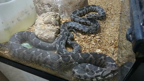 profesor-yilan-sevgisi-yuzunden-muze-kurdu-tam-150-surungen-1594026945678.jpg Profesör sürüngen tutkusu yüzünden müze kurdu! Tam 150...-7