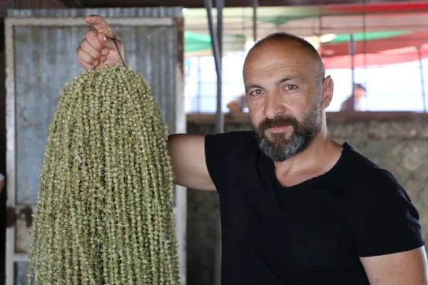 kilosu-800-850-lira-amasya-tasovada-cicek-bamyasi-dugunlerde-gram-altin-yerine-takiliyor-1657001997960.jpg Kilosu 800-850 lira! Amasya Taşova'da çiçek bamyası düğünlerde gram altın yerine takılıyor-2