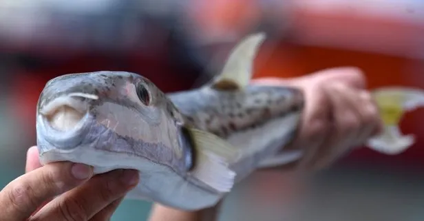 Balon balığı kuyruğu getirene 5 lira kampanyası balıkçıları sevindirdi