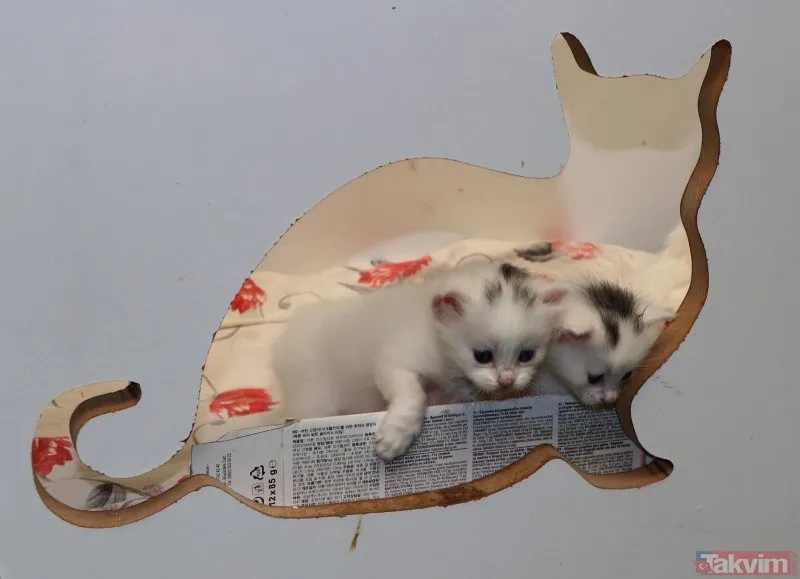 Van Kedi Villası’nda 100 yeni Van kedisi dünyaya geldi Galeri Takvim
