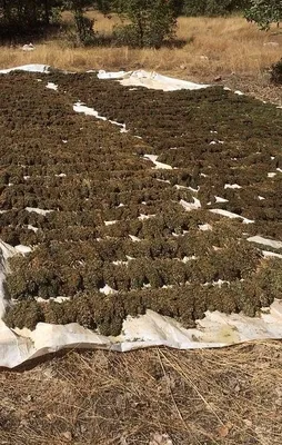 Hem bölücü hem uyuşturucu