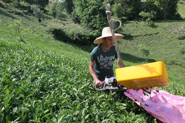 rizeli-genc-cay-motorunu-teleferige-baglayarak-agirligindan-kurtuldu-1622800611480.jpg Rizeli genç çay motorunu teleferiğe bağlayarak ağırlığından kurtuldu-4