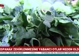 Son dakika: İşte ıspanak zehirlenmesine neden olan yabancı otlar