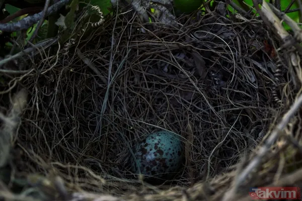 Kuşlar, Güvenli Ve Korunaklı Alanları Tercih Ederek Yuva Kurar. Özellikle Balkonlar, Dış Etkenlerden Korunmaları İçin İdeal Bir Alan Sunar. Ancak Bu Sadece...