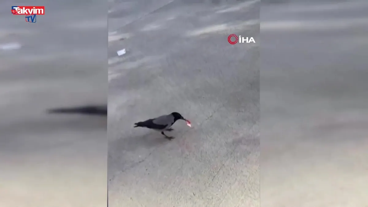 Hatay'da garip olay! Mizah amaçlı video çekmek isterken 10 TL'sini kargaya kaptırdı
