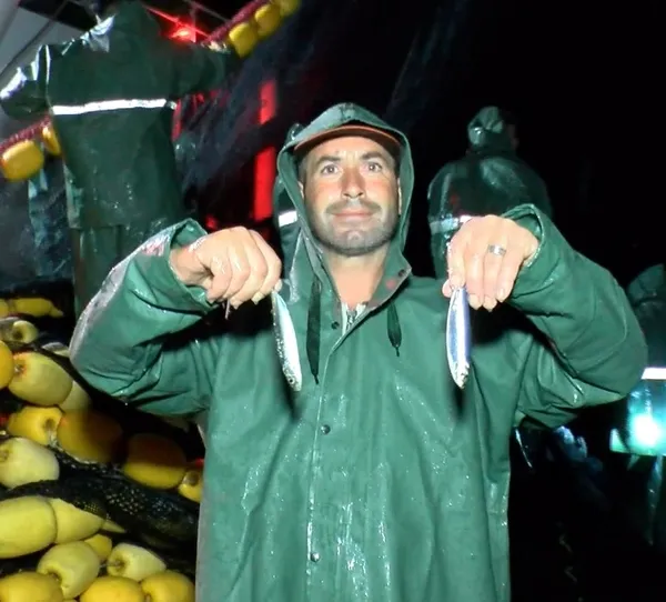 canakkalede-yeni-sezonun-ilk-avinda-5-ton-sardalya-yakaladilar-1598926937652.jpg Çanakkale’de yeni sezonun ilk avında 25 ton sardalya yakaladılar-3