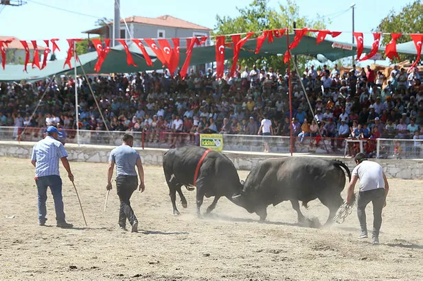 Muğla'da hızını alamayan boğalar, kadın seyirciyi hastanelik etti!-2