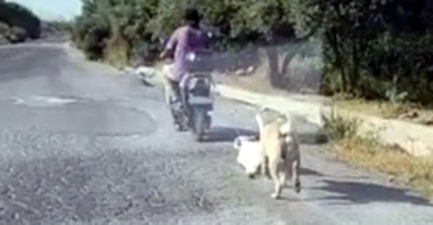 Mersin’de sokak köpeğine işkence! Elektrikli bisikletin arkasına bağlayıp sürükledi