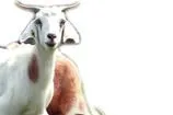 Keçim kapısı
