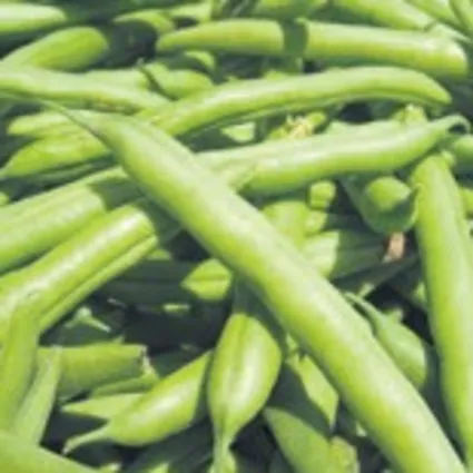 Yeşil fasulye kalbi koruyor