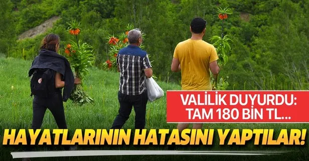 Tunceli Ovacık’ta ters laleleri soğanlarıyla birlikte koparan şahıslara 180 bin TL para cezası verildi