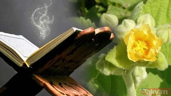 Onlar asla sıradan değil Hz.Muhammed binlerce yıl önce tavsiye etti! Bilim insanları da doğruladı Peygamberimizin tavsiye ettiği besinler... - 1