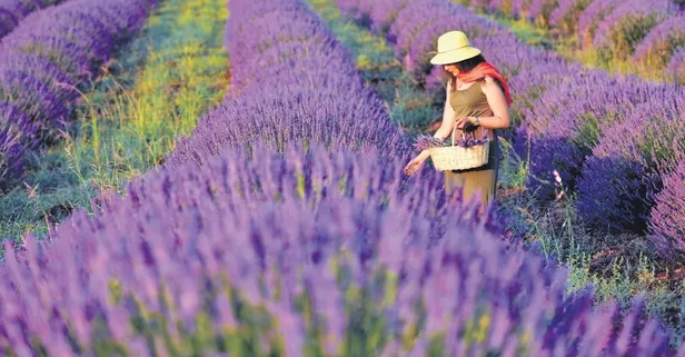 Üretene tarım arazisi devletten! Hayvancılık, bitki yetiştiriciliği ve toprak desteği gibi bir çok fırsat