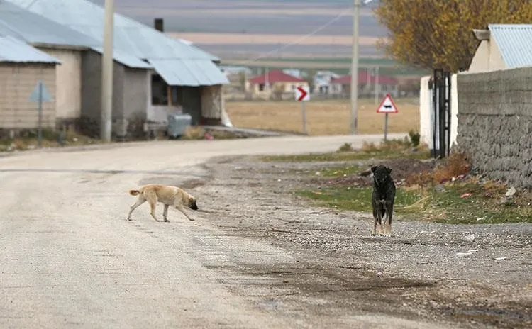 Başkan Erdoğan grup toplantısında duyurmuştu! Türkiye'deki sahipsiz hayvan tartışması ve kuduz vakaları Avrupa'nın da radarında-10