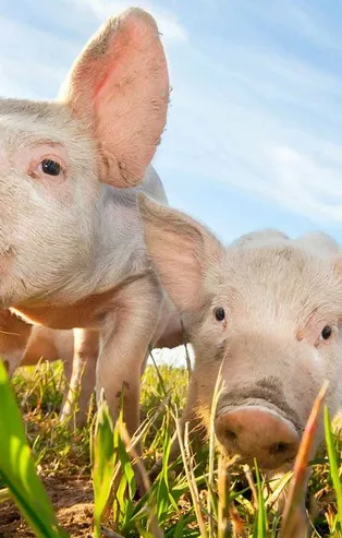 Rüyada domuz görmek ne anlama gelir?