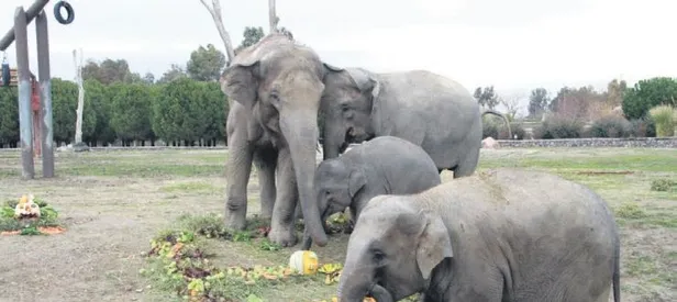 ‘İzmir’ 6 yaşında!