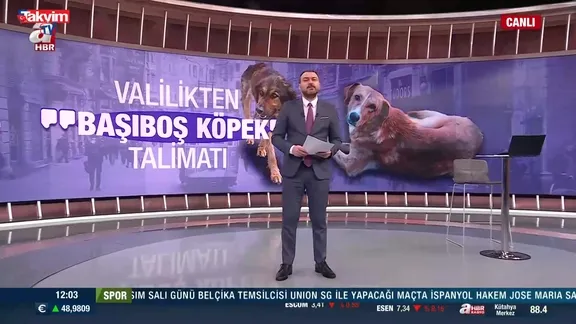 İstanbul 'sokak köpekleri' genelgesi: 'Kontrolsüz beslemek' yasaklandı!