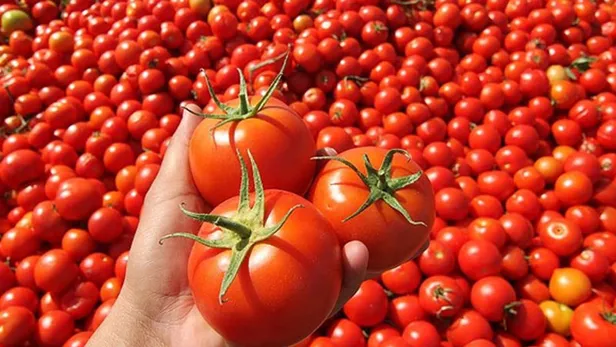 Domates meyve mi sebze mi? Buzdolabından eksik olmayan domates meyve mi yoksa sebze kategorisinde mi yer alıyor?-4