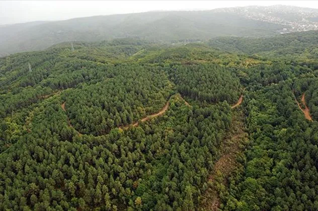 Dünyada son 21 yılda Fransa'dan büyük alanda yeniden orman yetişti