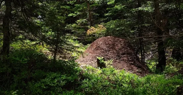 Ormanların kene savaşçısı! Kırmızı orman karıncalarının dev yuvaları