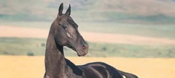 Şampiyon ata lokal anestezi