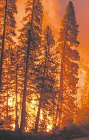 AB'den "Amazon ormanları" uyarısı