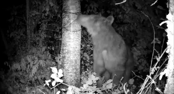 sakaryada-kent-merkezine-inen-ayi-fotokapana-yakalandi-1594027680837.jpg Sakarya'da kent merkezine inen ayı, fotokapana yakalandı-2