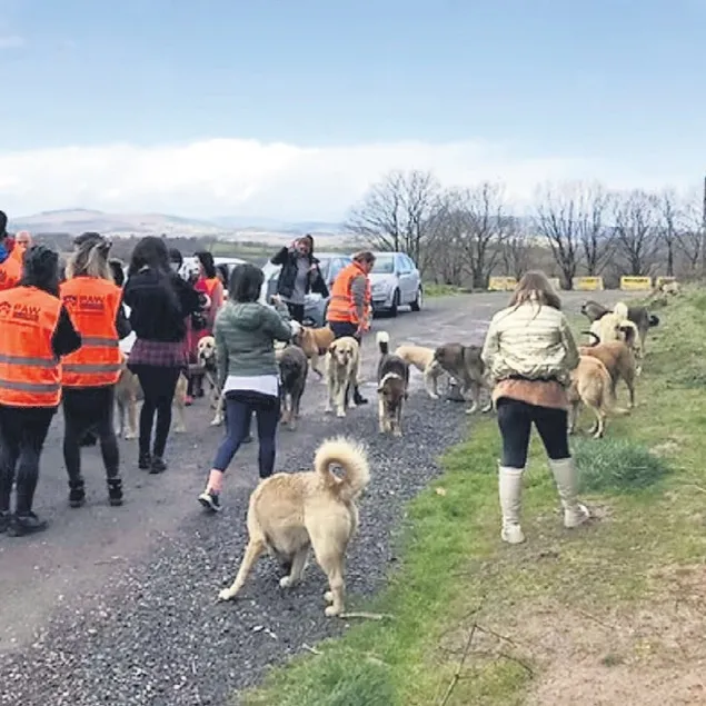 Vurgunculara masak patisi
