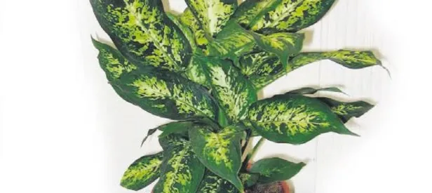 Bu çiçek çocukları zehirliyor