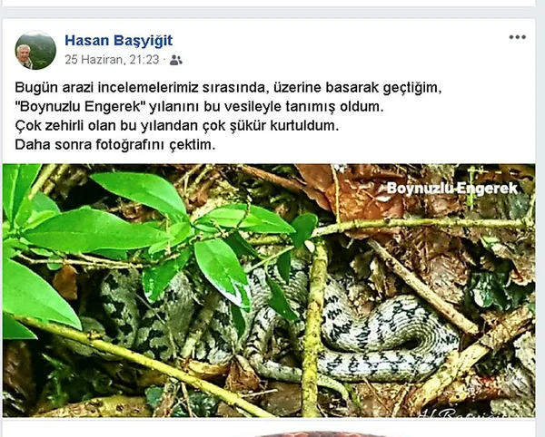 bartinda-dunyanin-en-zehirli-yilanlarindan-kabul-edilen-boynuzlu-engeregin-ustune-basti-1593757189118.jpg