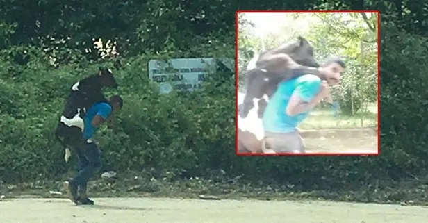 Düzce'deki selde yaralanan buzağıyı sırtında taşıdı