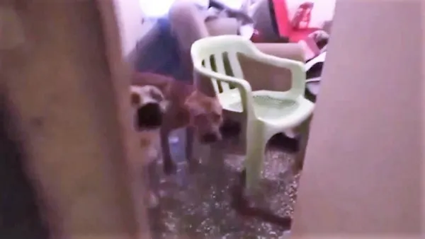 pitbull-kopeklerini-silah-gibi-kullanan-pkk-ile-baglantili-suc-orgutu-cokertildi-1640774645763.jpg Pitbull köpeklerini silah gibi kullanan PKK ile bağlantılı suç örgütü çökertildi-4