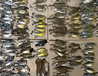 New York’ta yüzlerce kuş gökdelenlere çarparak öldü