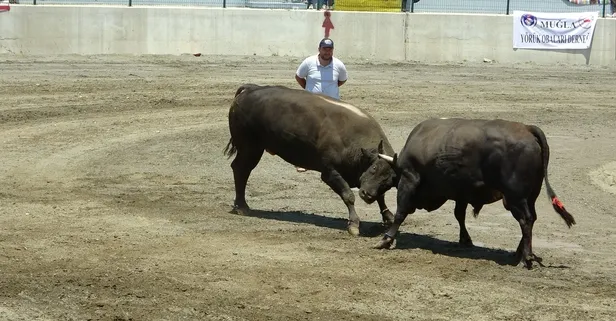 Hızını alamayan kızgın boğa sahibini öldürüyordu