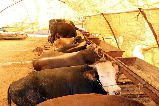 Kurban Bayramı'nın önemi nedir? 2018 Kurbanlık fiyatları nedir? Kurban kesilirken nelere dikkat etmek gerekir?-5