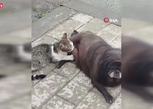 Erzurum’da sıra dışı anlar: Köpek, kediyi emzirdi