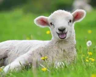 Kuzulara e-reçete geliyor