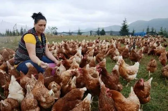 Ziraat Bankası ve KOSGEB tavuk çiftliği hibesi nasıl alınır? Devlet destekli salma tavukçuluk kredisi nasıl alınır?-2