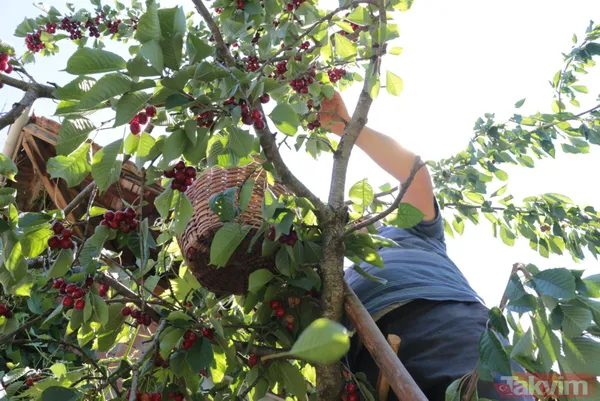 Balıkesir Bigadiç'te 650 rakımlı mahallede yetişen kirazın kilosu bahçede 2 lira pazarda 15 lira - 12
