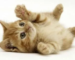 Özgüvene evcil destek