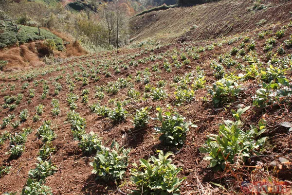 Doğu Karadeniz'i bekleyen büyük facia! Kaçak çaylıklar için ormanlar kesiliyor - 7