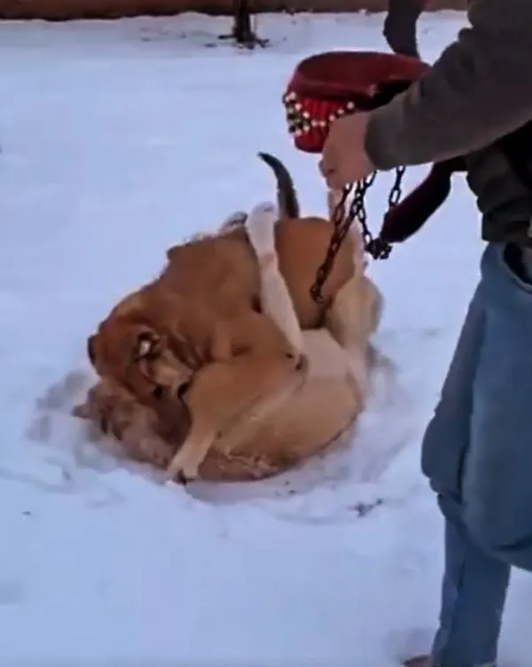 surmenede-kopek-dovusturen-sahis-gozaltina-alindi-1650980921684.jpg Sürmene'de köpek dövüştüren şahıs gözaltına alındı-2