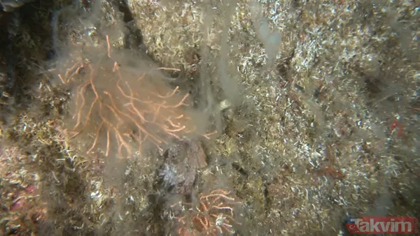 SON DAKİKA: Marmara Denizi'ni kaplayan deniz salyası (müsilaj) nedeniyle ölçüm cihazı bile su altına inemedi - 8