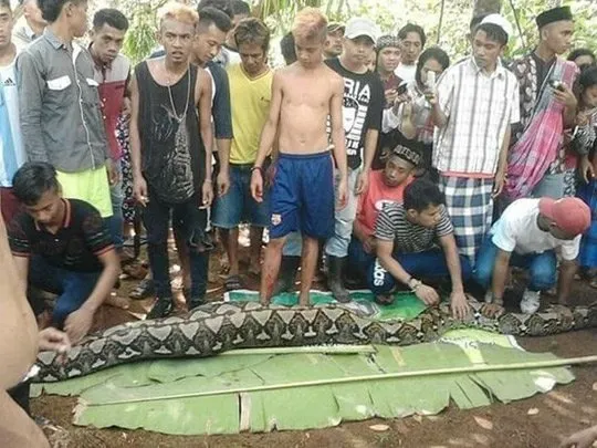 endonezya da piton kadini yuttu takvim