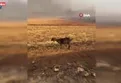 Araban Ovası'nda yangın!