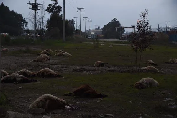 İki dakikada 31 hayvan telef oldu!-5