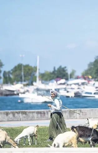 Kovid-19 günlerinde İstanbul'da ilginç görüntü: Bir vatandaş Bostancı Sahili’nde keçilerini havalandırdı