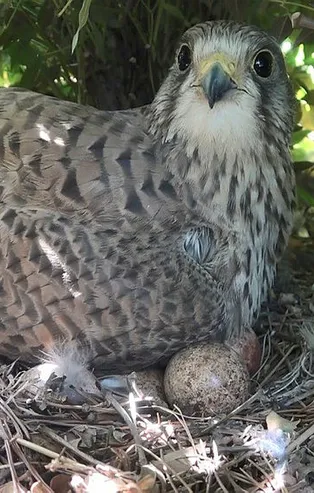 Yırtıcı kuş iş yerine yuva yaptı! Her gün yılan ve fare taşıyor
