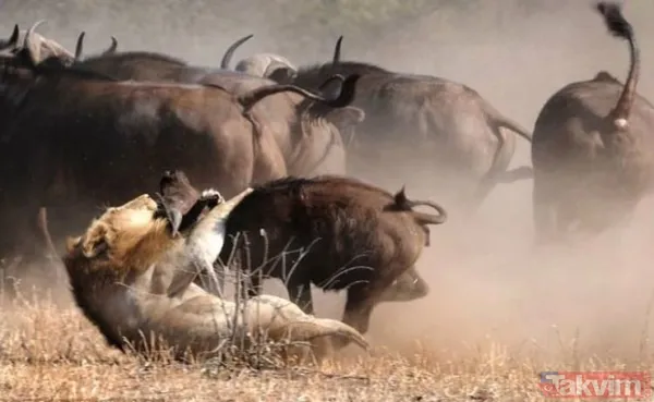 Ava giderken avlandı! Bir anda bufaloların arasında kalan aslanın zor anları (Aslan - Bufalo kavgası) - 20