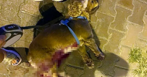Pitbull dehşeti! Amerikan Cocker cinsi köpeği parçalayarak öldürdü